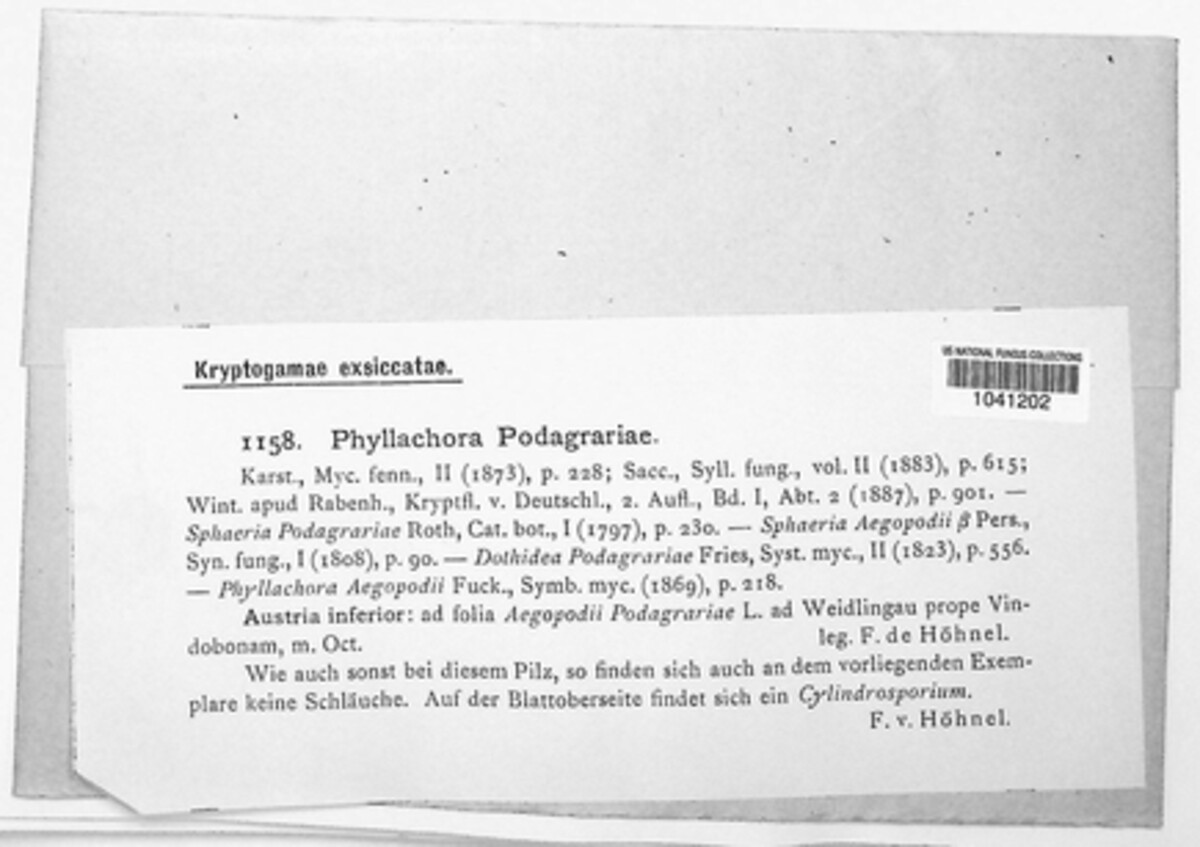 Mycosphaerella podagrariae image